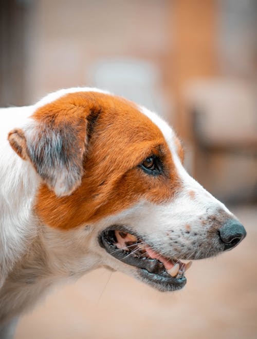 Portrait of a Jack Russell Terrier