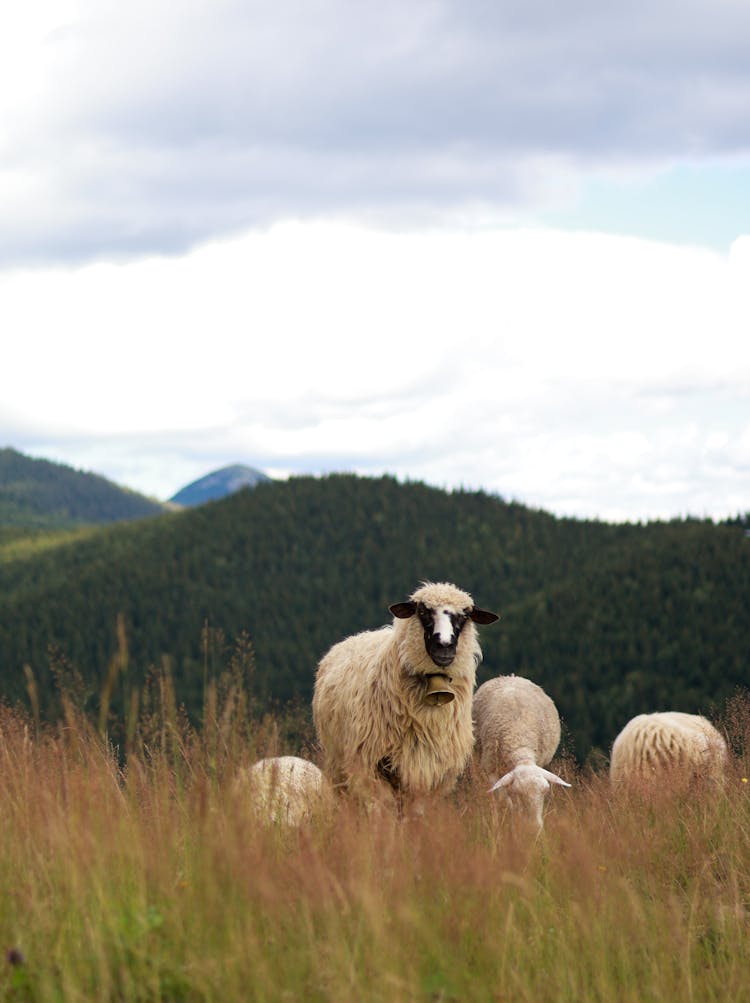 Group Of Sheep Grazing Grass On A Mountain Pasture