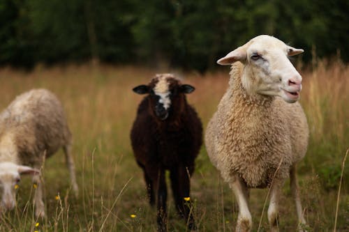 Close up of Sheep