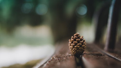 Pine Cone