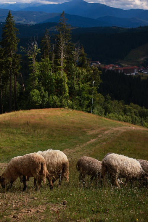 Sheep on Pasture