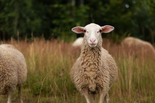Free A close-up of sheep grazing in a rural field, showcasing natural livestock beauty. Stock Photo