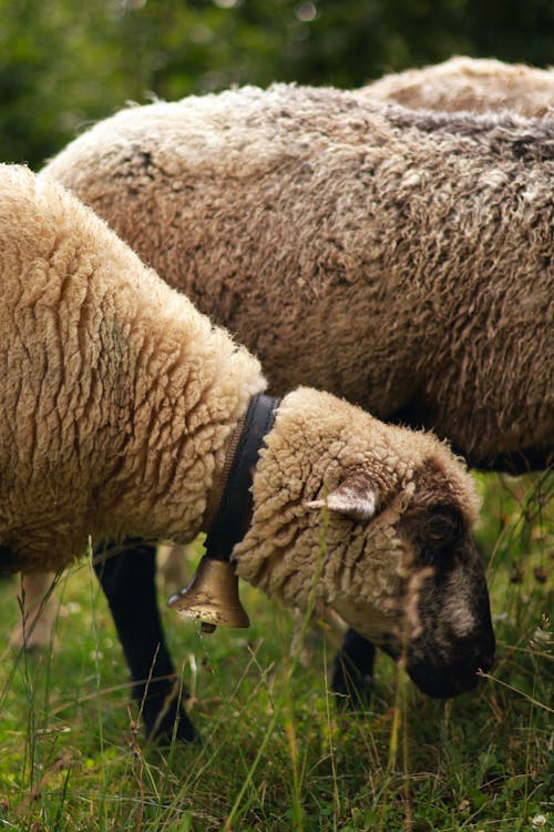 Fotobanka s bezplatnými fotkami na tému hospodárske zviera, leto, ovca