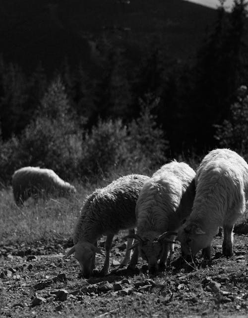 Sheep Feeding on Pasture