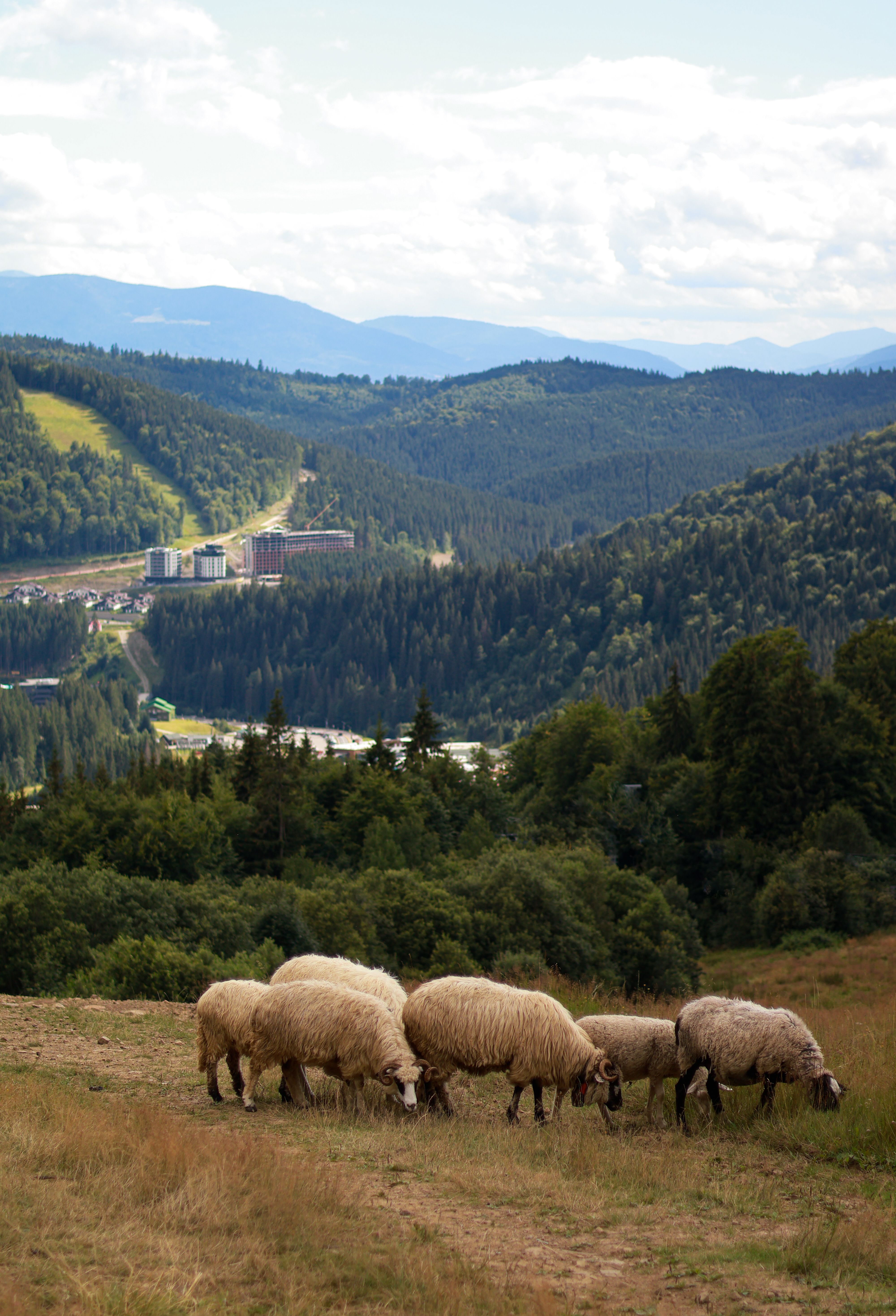 Sheep Grazing in a Mountain Pasture · Free Stock Photo
