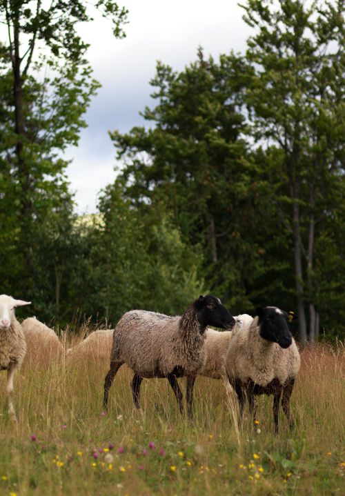 Free A serene scene of sheep grazing in a lush pasture surrounded by trees. Stock Photo