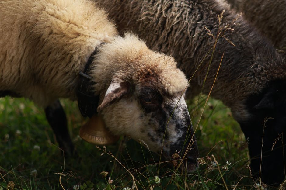 half|sheep with bell