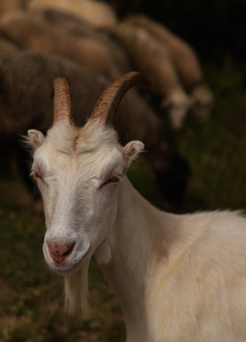 Portrait of Goat