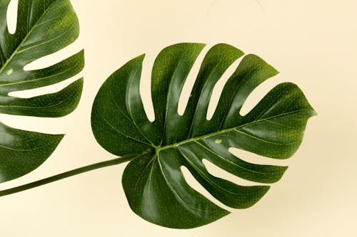 Free Green Leaves of Monstera Plant Stock Photo