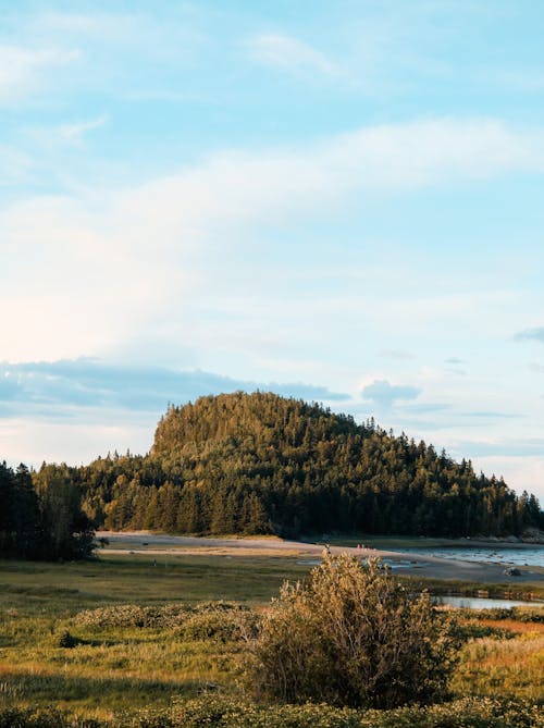 Forest on Hill