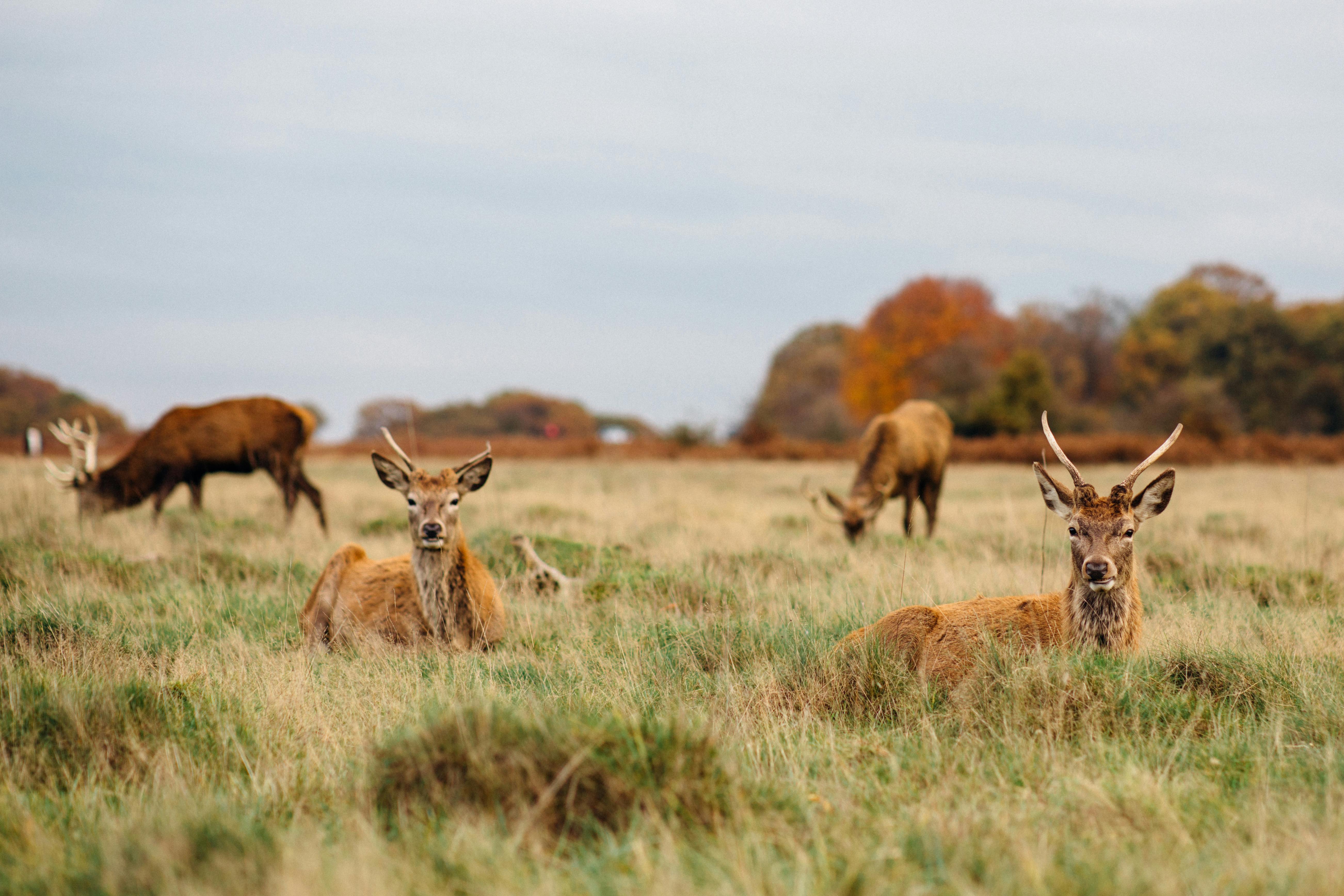 A serene view of red deer resting and grazing in Richmond Park, capturing autumn's natural beauty.