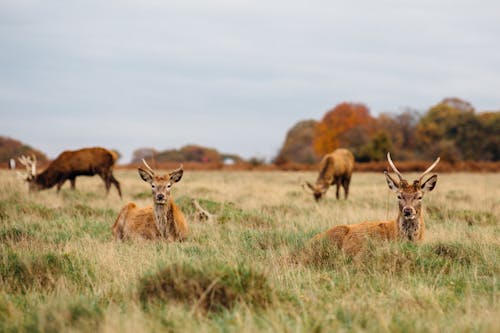 Deer on Grassland