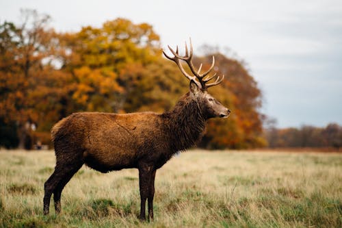 Buck in Nature