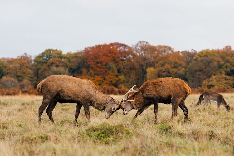 Fighting Bucks On Grassland