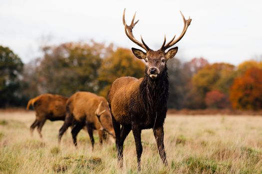 Close-up of a deer with antlers in Richmond Park, capturing the essence of wildlife in autumn.