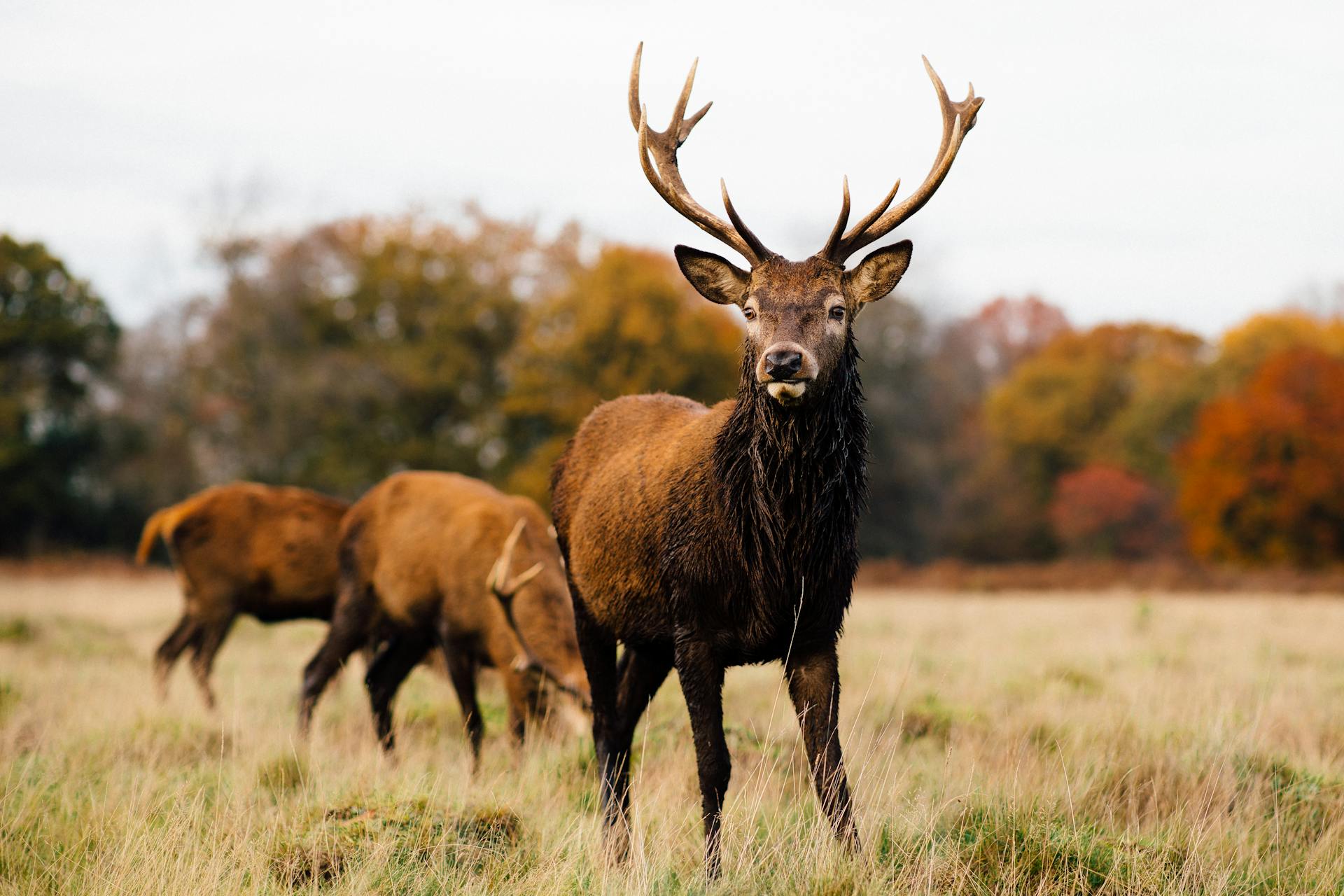 Buck with Antlers