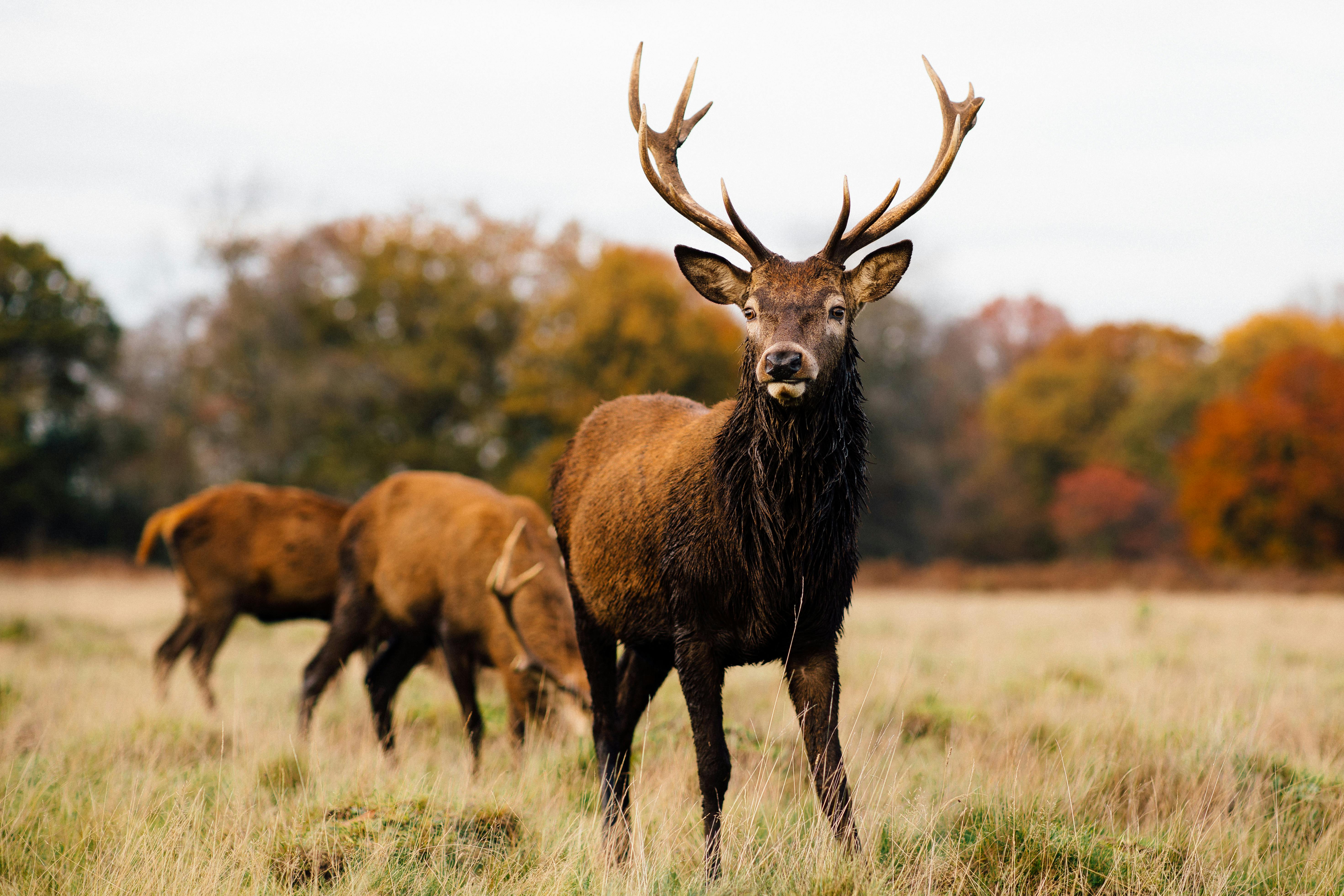 120,400+ Deer Antler Stock Photos, Pictures & Royalty-Free Images - iStock