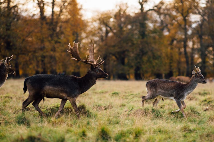 Buck And Deer On Grassland