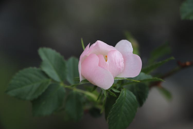 Close Up Of Pink Flower