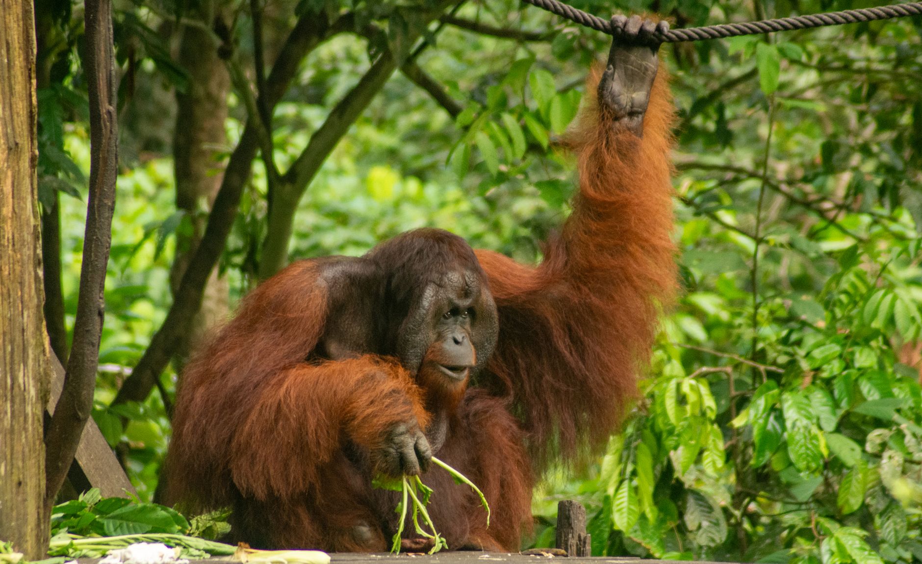 Borneo, Malaysia