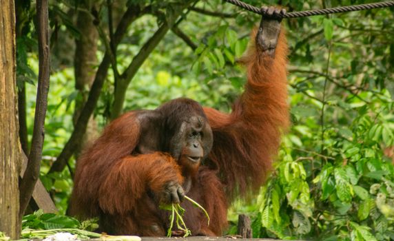 Sepilok orangutan rehabilitation centre — Borneo