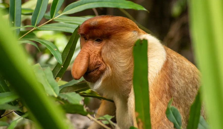 Sukau (rivière Kinabatangan)