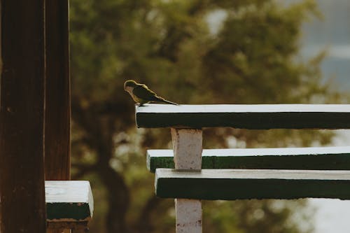 Free stock photo of argentina, argentina lake, bird