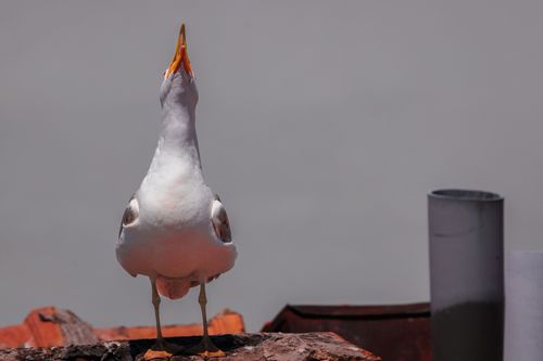 Free Close-up of a seagull with open beak against a grey sky, highlighting urban wildlife. Stock Photo