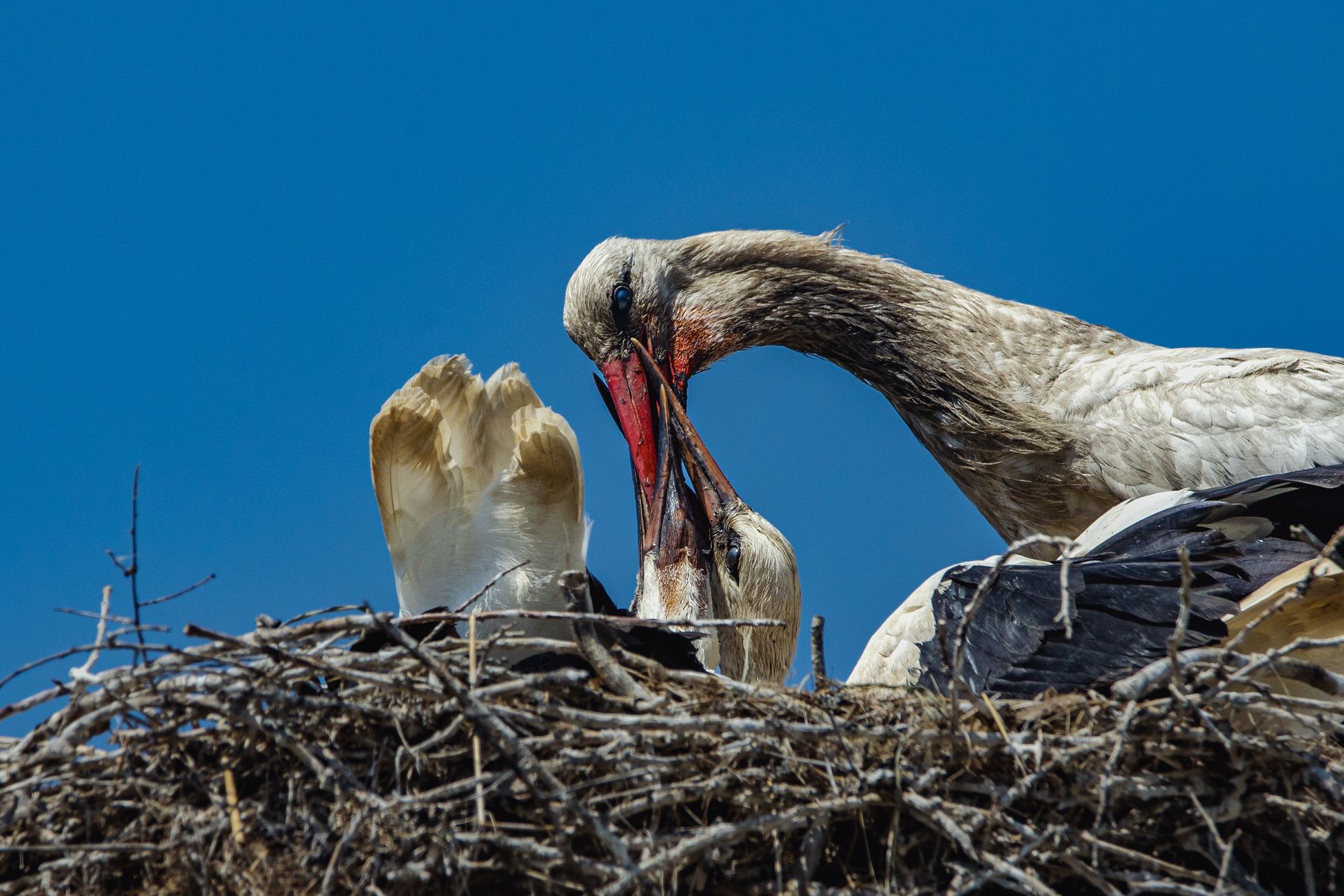 Drie jonge ooievaars zwaargewond na val uit nest tijdens noodweer