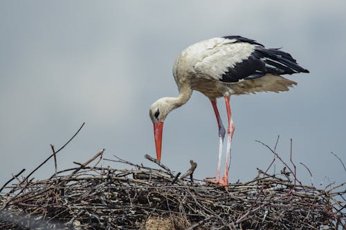 Stork in Nest