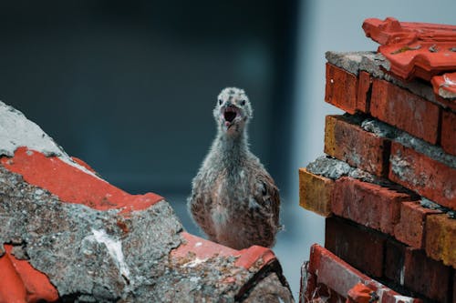 Kostnadsfri bild av djurfotografi, fågel, fågelunge