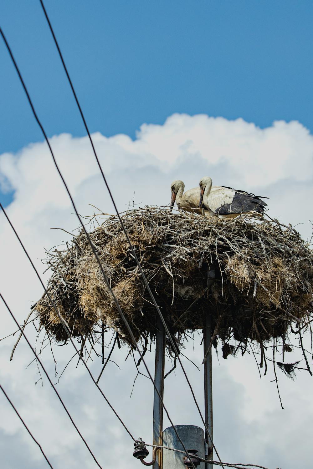 free-photo-of-storks-in-nest-on-utility-pole.jpeg?auto=compress&cs=tinysrgb&w=1260&h=750&dpr=2