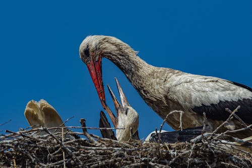 Stork and Chick in Nest