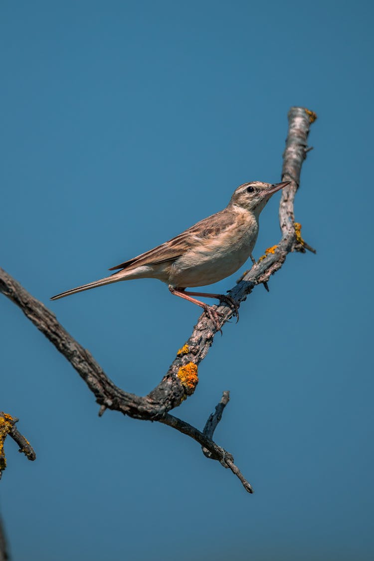 Close Up Of Richards Pipit