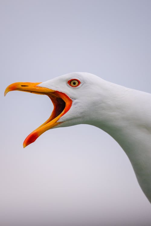 Seagull with Open Beak