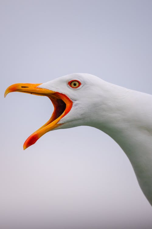 Foto profissional grátis de ave, bico aberto, branco