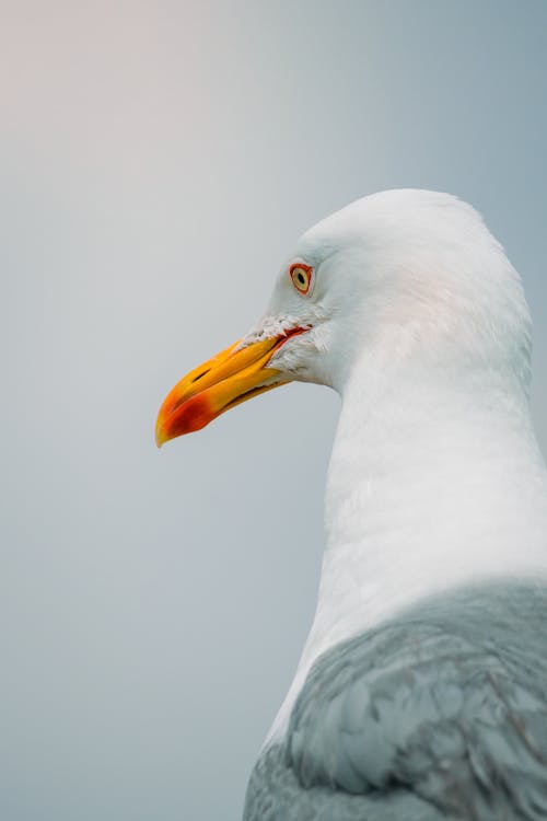 Základová fotografie zdarma na téma detail, fotografie divoké přírody, fotografování zvířat