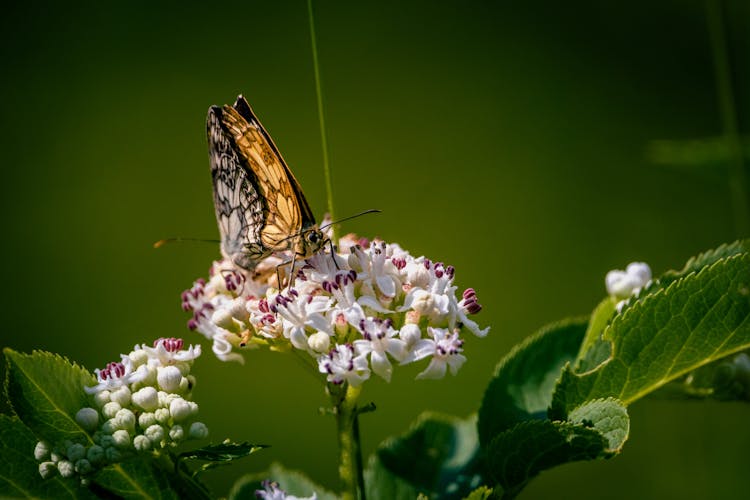 Butterfly On Flower