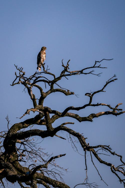 Fotos de stock gratuitas de árbol, desnudo, fotografía de animales