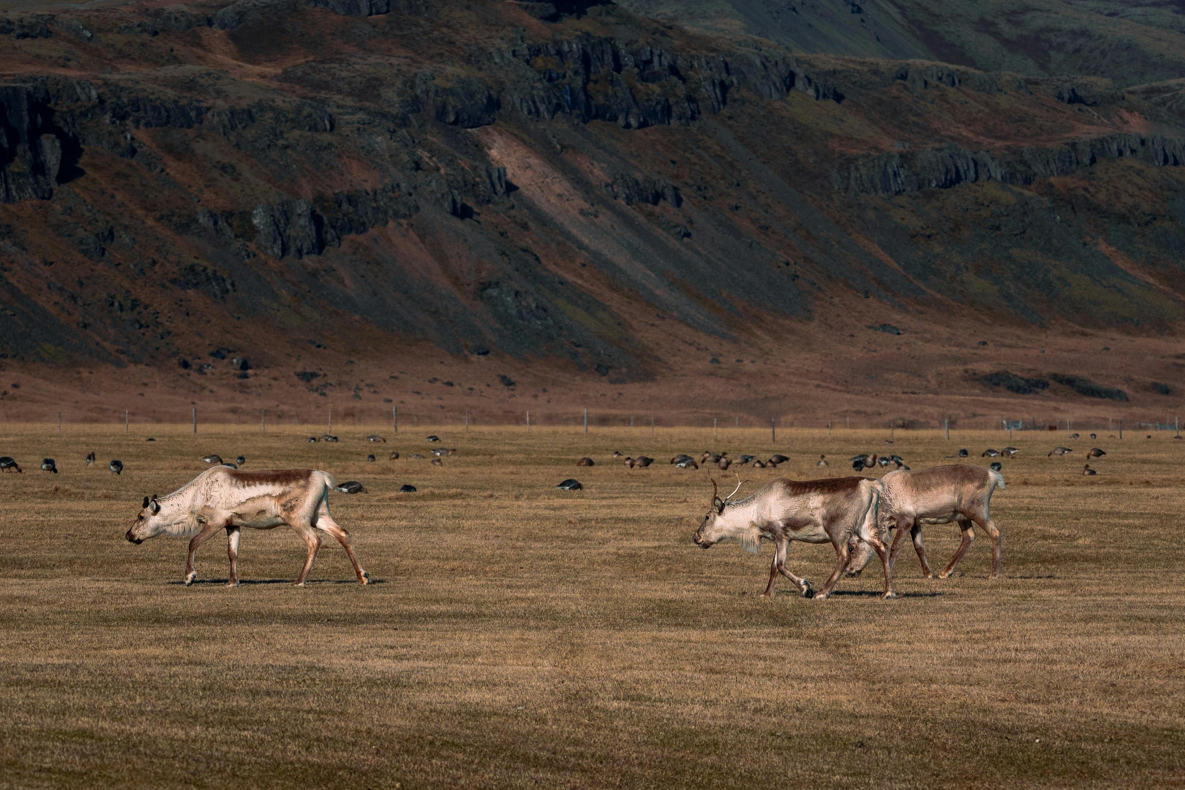 Caribou on Prairie · Free Stock Photo
