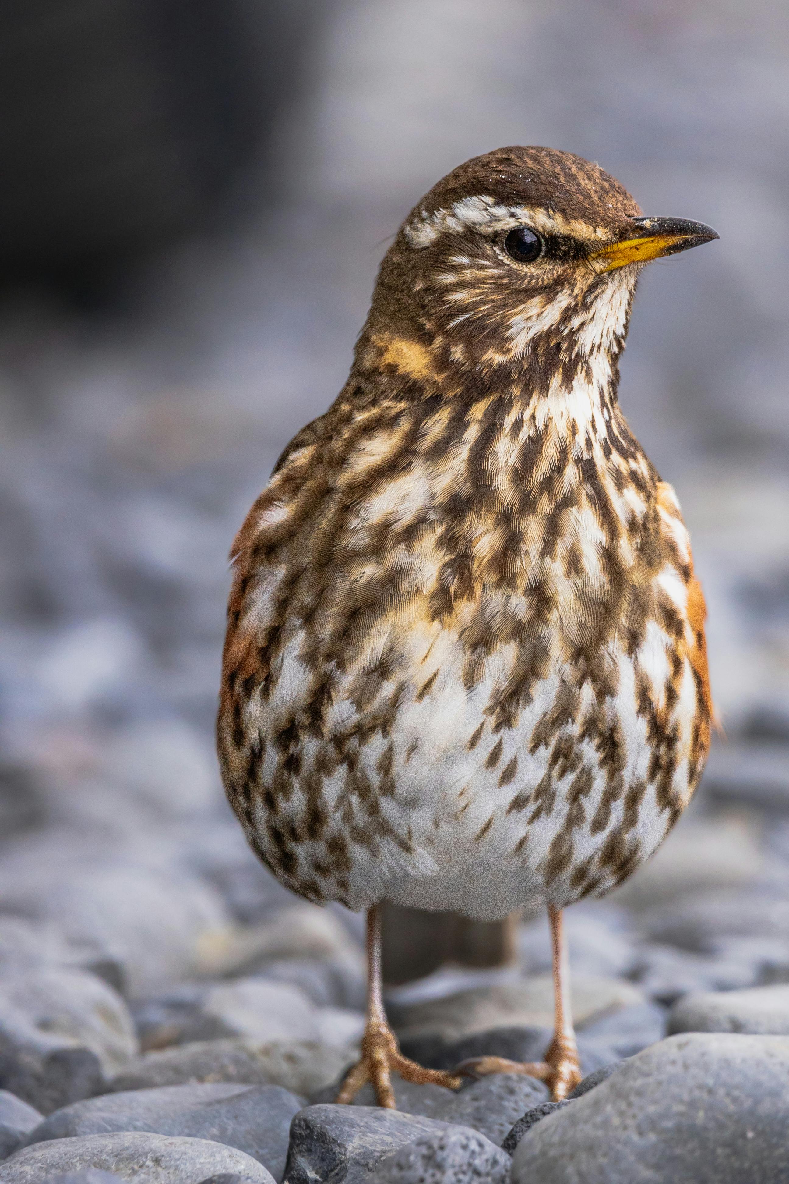 Close up of Redwing · Free Stock Photo