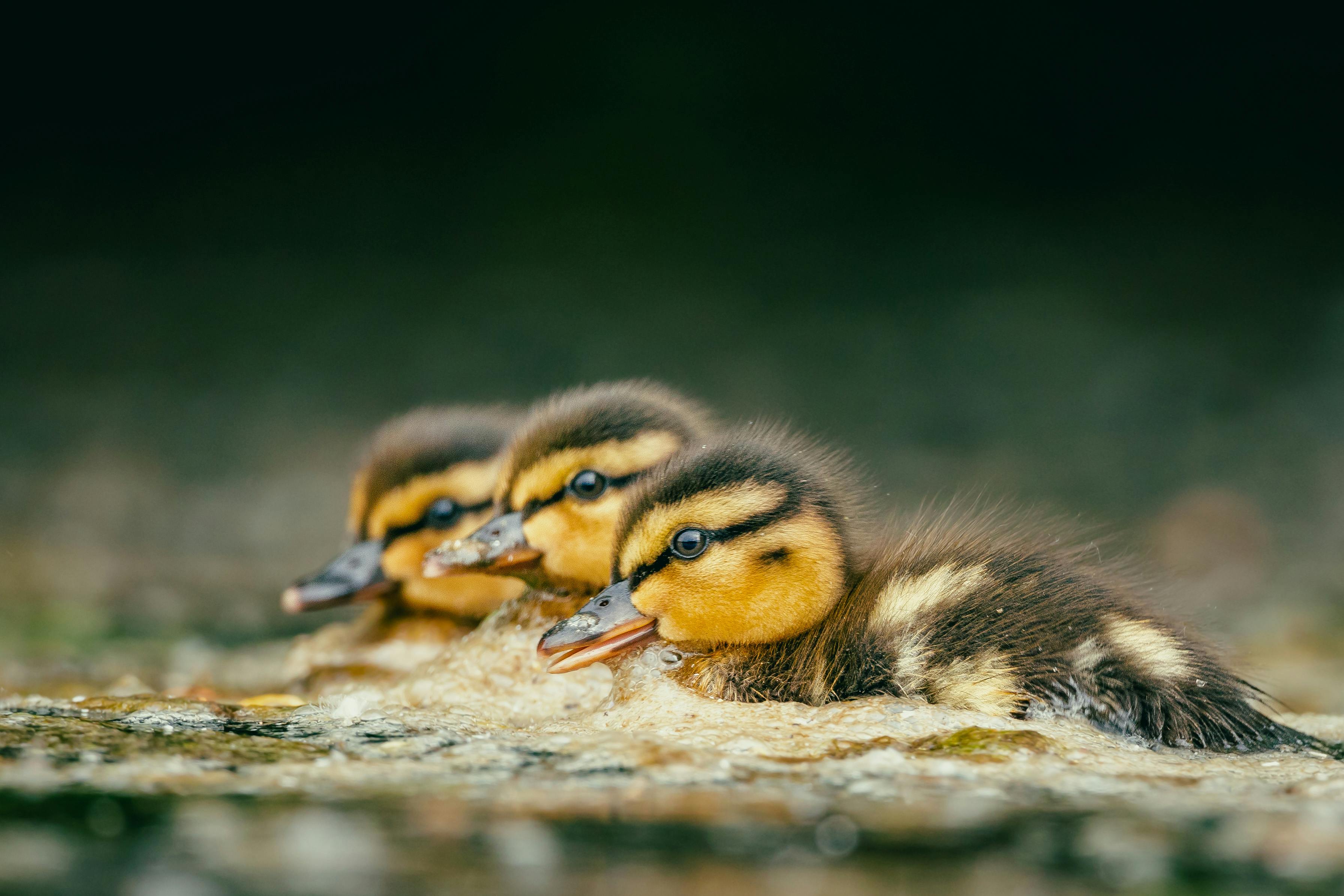 Charming close-up of three ducklings swimming together in natural water, showcasing wildlife beauty.