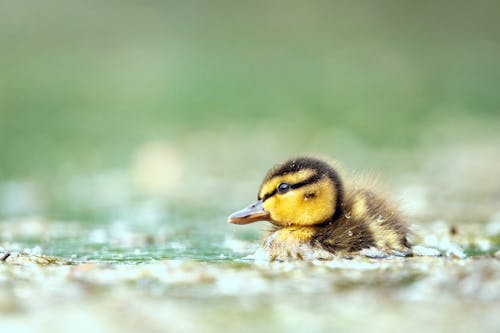 Free Duckling in Water Stock Photo