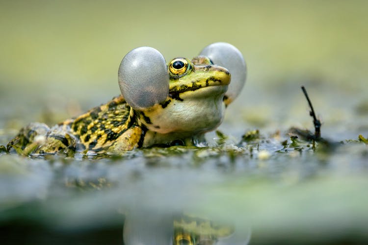 Close Up Of Frog