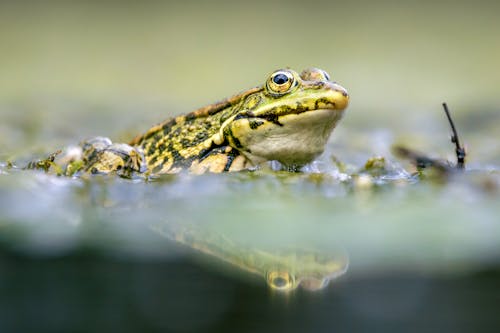 Kostnadsfri bild av djurfotografi, groda, närbild