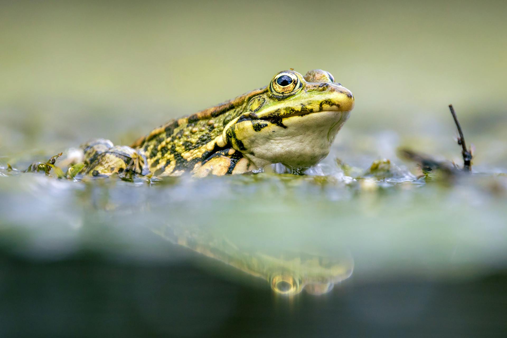 A serene close-up of a frog in the water showcasing nature and wildlife photography.