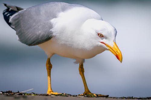 Seagull by the Sea