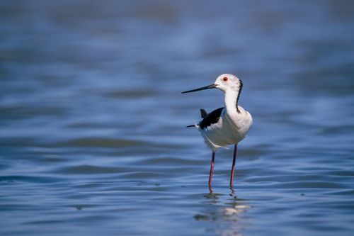 Free Close-up of a Black-winged Stilt (Himantopus himantopus) standing in calm water. Stock Photo