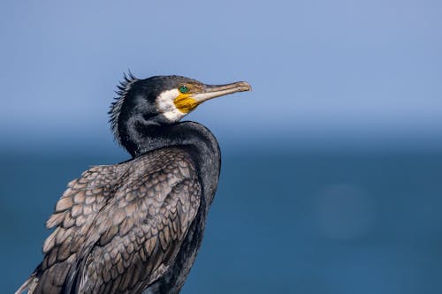 Foto profissional grátis de ave, fechar-se, fotografia animal