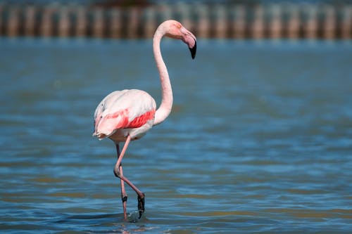 Imagine de stoc gratuită din a închide, apă, flamingo